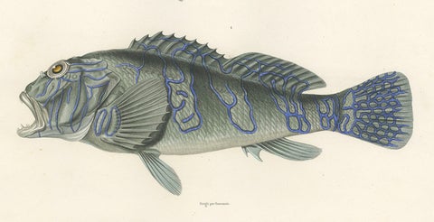 Museum-Quality Illustration of Rare Pacific Fish, Hand-Colored 1846, close-up 4