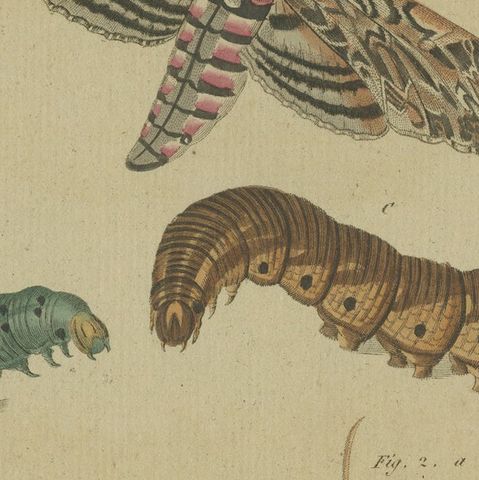 Hand-Colored 1805 Butterfly Print by Bertuch - Convolvulus & Privet Hawk-Moth, close-up 5