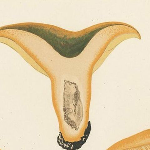 Antique Mycology Print of Lactarius Deliciosus by E.M. Fries, circa 1860, close-up 1