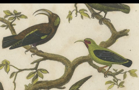 Diverse Avian Species: An early 18th-Century Ornithological Study, 1811, close-up 2