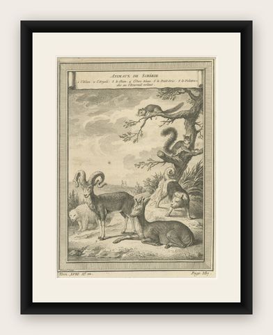 Antique Engraving of Animals of Siberia, 1768, shown framed