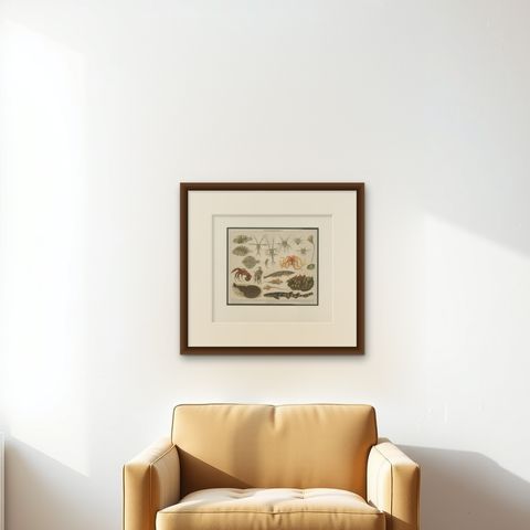 Antique Print of Various Marine Life by Meyer 'c.1905', shown framed on a wall