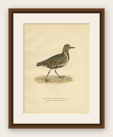 Antique Bird Print of the European Golden Plover 'Winter' by Von Wright, 1929, shown framed