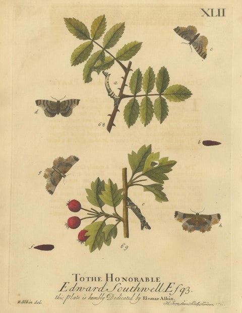 English Moths on Rowan & Hawthorn, Hand-Colored Insect Engraving, Albin 1720, view 2