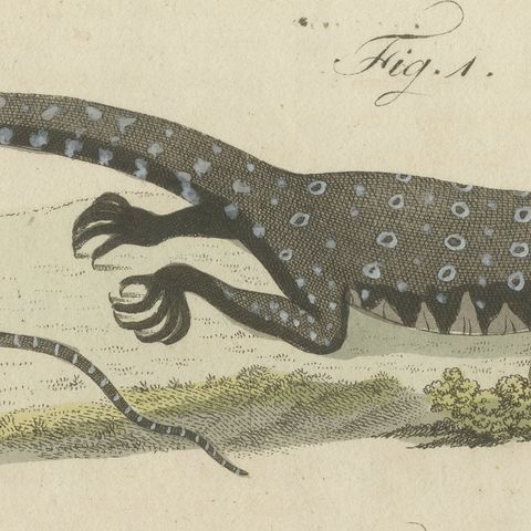Monitor, Basilisk and Flying Dragon, Antique Bertuch Print, Vienna, circa 1805, close-up 3