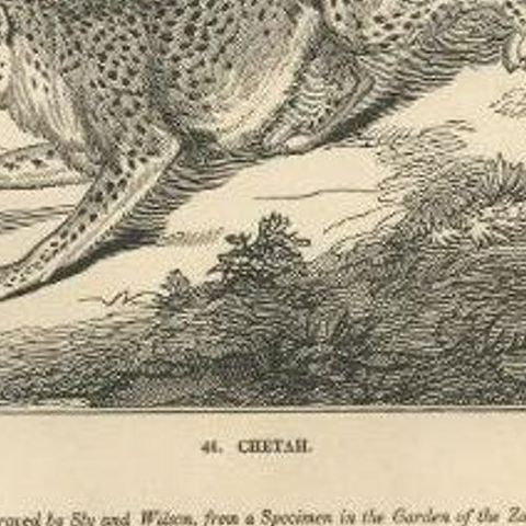 Antique Print of a Cheetah, 1835, close-up 2