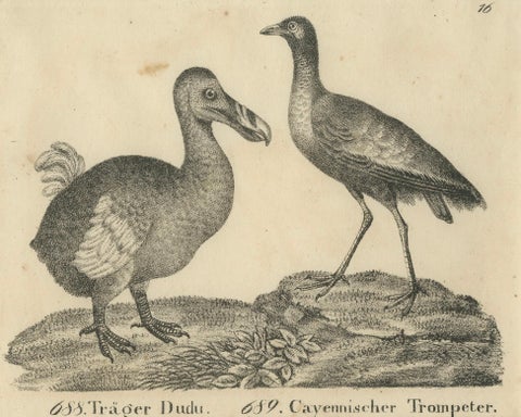 Antique Print of The Extinct Dodo and the Trumpeter Bird, 18th Century, close-up 2