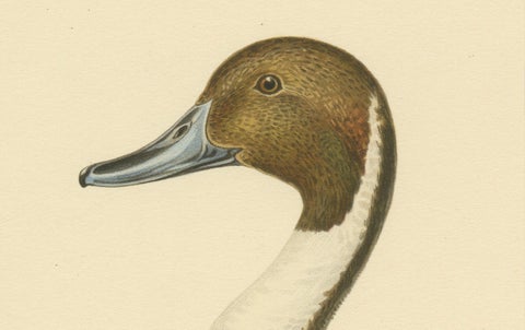 Sleek Elegance: The Northern Pintail by Magnus von Wright, Published in 1929, close-up 1