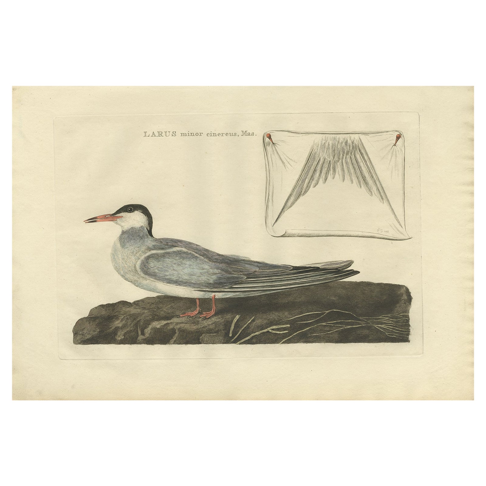 Male Common Tern (Visdiefje), Sepp & Nozeman Hand-Colored Bird Print, 1789