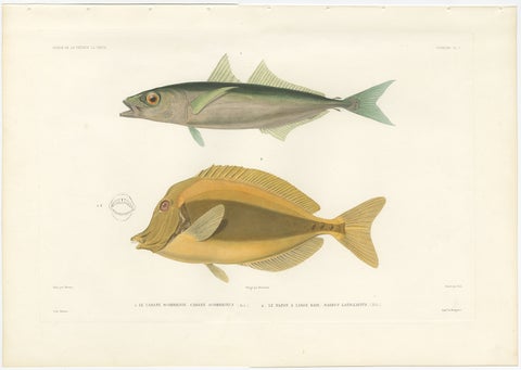 Mackerel Jack and Surgeonfish, Decorative Antique Sea Life Lithograph, 1846, view 2
