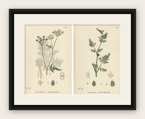 British Hedge-Parsley Botanical Pair, Hand-Colored Engravings, England 1902, shown framed