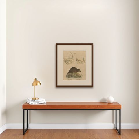 Beaver and African & Asian Rhinoceros Skull Studies, Brodtmann, 1816, shown framed on a wall