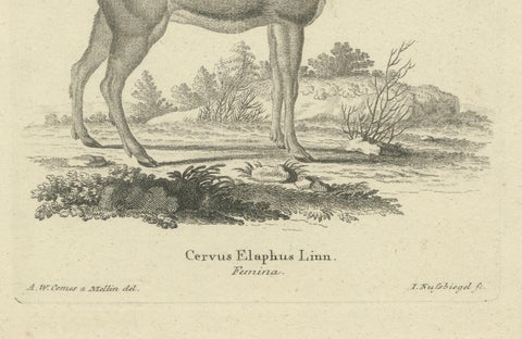 Antique Engraving of a Red Deer Hind (Cervus elaphus Linn., Femina), c.1800, close-up 3