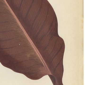 Heritage Botanicals: A Triptych of 1880 Parisian Flora, close-up 2
