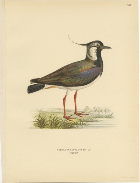 Iridescent Majesty: Vintage Print of The Northern Lapwing by Von Wright, 1929, view 2