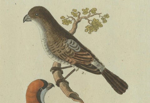 Feathers of Europe: A 18th Century Detailed Study of Finches & Bramblings, 1780, close-up 6