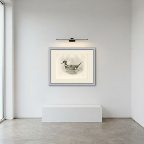 Pintail, Antique Bird Print after Lilian Medland, circa 1909, shown framed in a room
