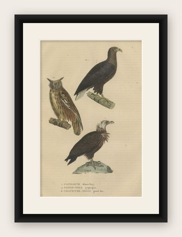 Original Bird Print of The Vulture, An Eagle Falcon and an Owl, shown framed