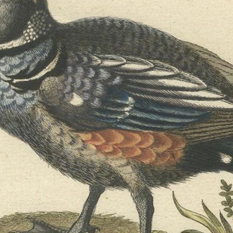 Hand-Colored Engraving of the Dark and Spotted Duck by Seligmann, ca.1770, close-up 5
