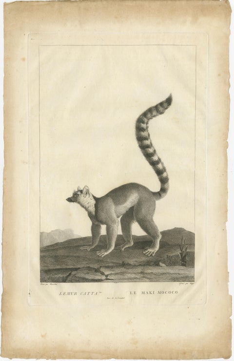 Early 19th-Century Engraving of Lemur Catta by S.C. Miger and N. Maréchal, Paris, view 2