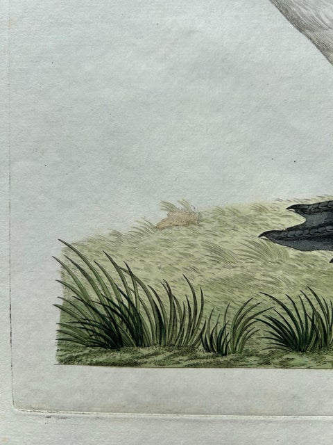 Greater Scaup, Antique Bird Engraving Anas Marila by Nozeman and Sepp, 1770, view 7