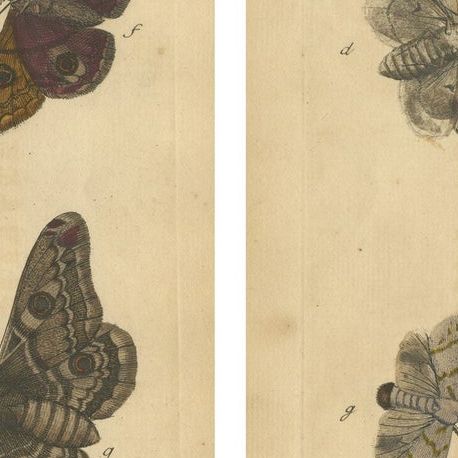 Antique English Moths with Oak Leaves, Hand-Colored Entomology Engravings 1720, close-up 2