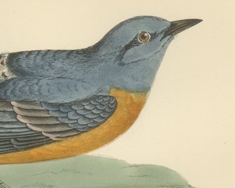 Rock Thrush on a Grassy Mound, Hand Colored Bird Print, Morris, 1896, close-up 1