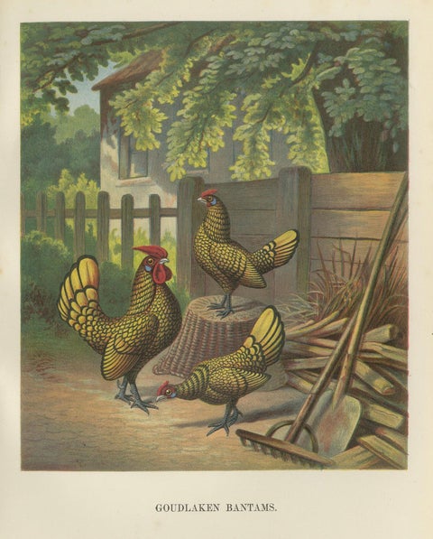 The Golden-Laced Bantam - A Rare 19th Century Poultry Lithograph, close-up 5