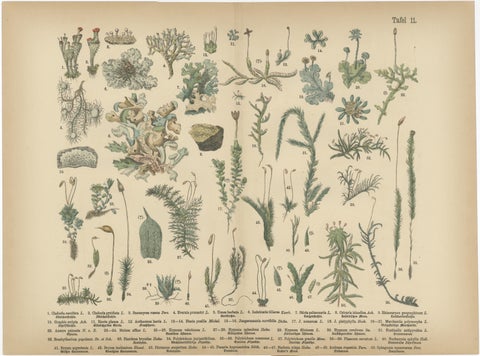 Antique Botanical Atlas Plates, Hand-Colored Wood Engravings, 1885, view 2