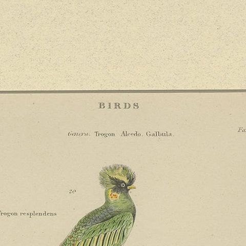 Pl. 7 Antique Print of Various Birds by Richardson 'circa 1860', close-up 1