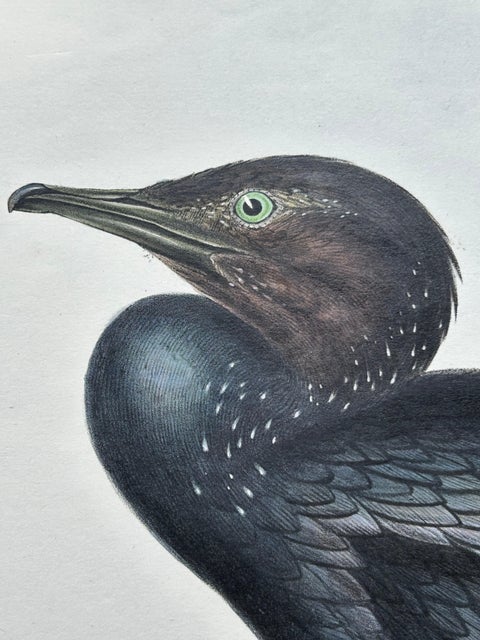 Little Cormorant, Antique Bird Lithograph by John Gould, c.1832, view 3