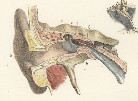 The Temporal Bone and Ear Canal, Antique Hirschfeld Anatomy Print, 1866, view 3