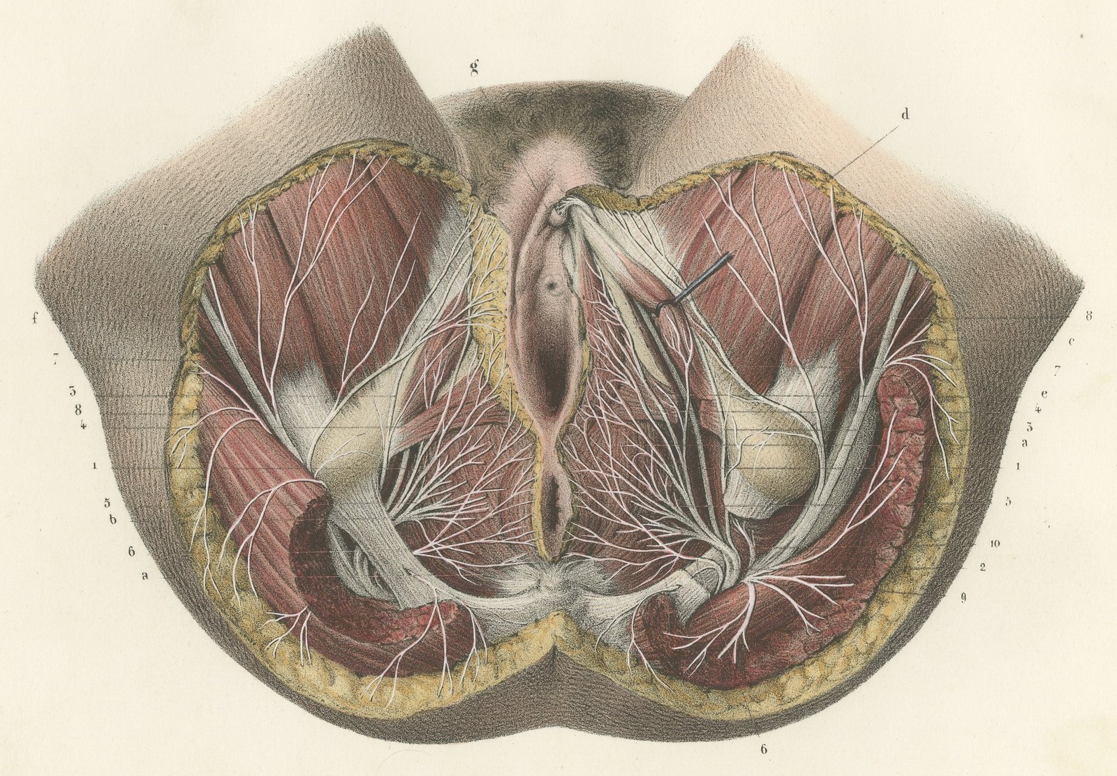 Nerves of the Female Perineum, Antique Hirschfeld Anatomy Print, 1866