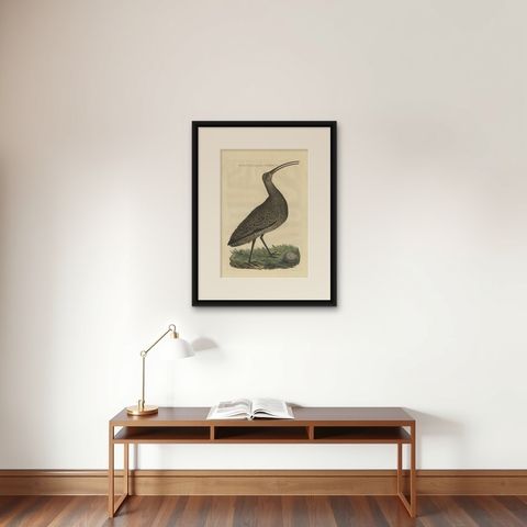 Antique Bird Print of the Eurasian Curlew by Sepp & Nozeman, 1789, shown framed on a wall