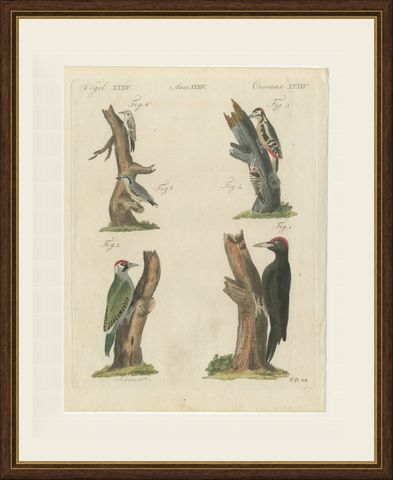 Black and Green Woodpeckers with Nuthatch, Antique Bertuch Print, circa 1805, shown framed