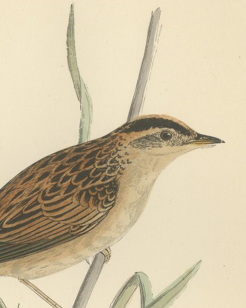 Aquatic Warbler on a Reed Stem, Antique Hand Colored Morris Plate, 1896, close-up 1