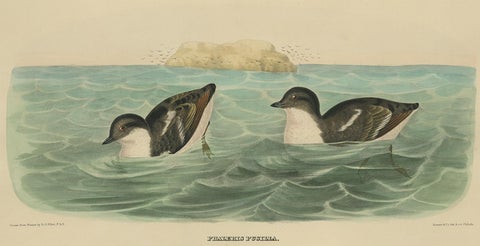 Antique Bird Print of Least Auk made after D.G. Elliot, 1869, view 2