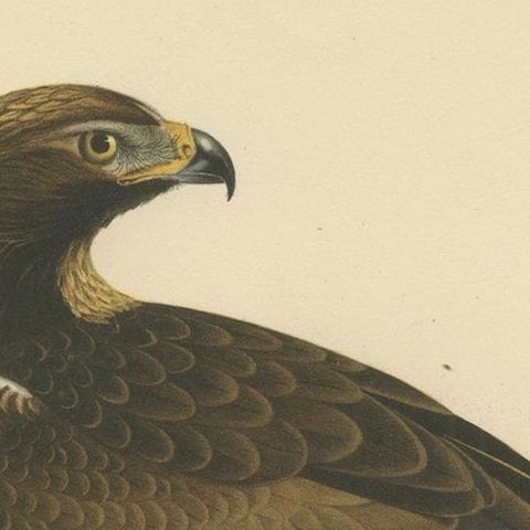 Majestic Gaze: The Golden Eagle (Aquila chrysaetos), 1929, close-up 4