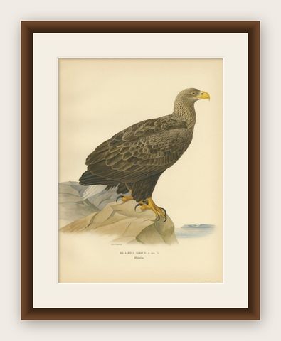 Antique Bird Print of the White-Tailed Eagle, '1929', shown framed