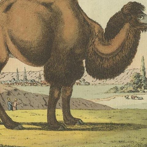 Antique Print of a Camel by Geissler, 'c.1820', close-up 2