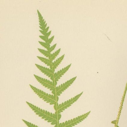 Antique Hand-Colored Fern Prints - Didymochlaena, Aspidium - 19th Century, close-up 1
