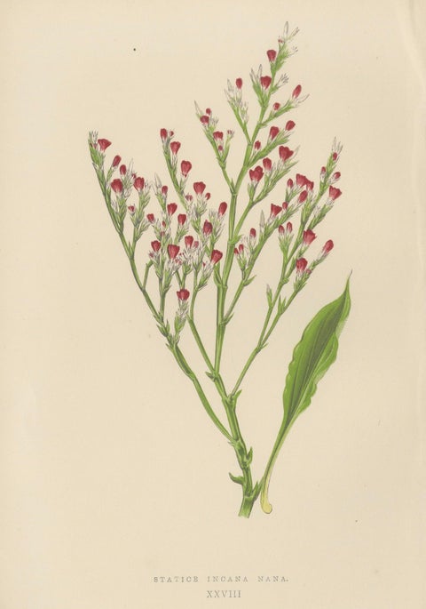 Alpine Botanical Lithograph of Dwarf Hoary Sea-lavender, 1874, close-up 4