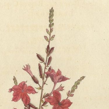 Set of 3 Antique Botany Prints, Crane's Bill, Leadwort, Ipomoea, 1794, close-up 1