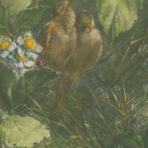 Sparrows Amidst Blackberry Bushes - Vintage Giacomelli Ornithological Print, close-up 5