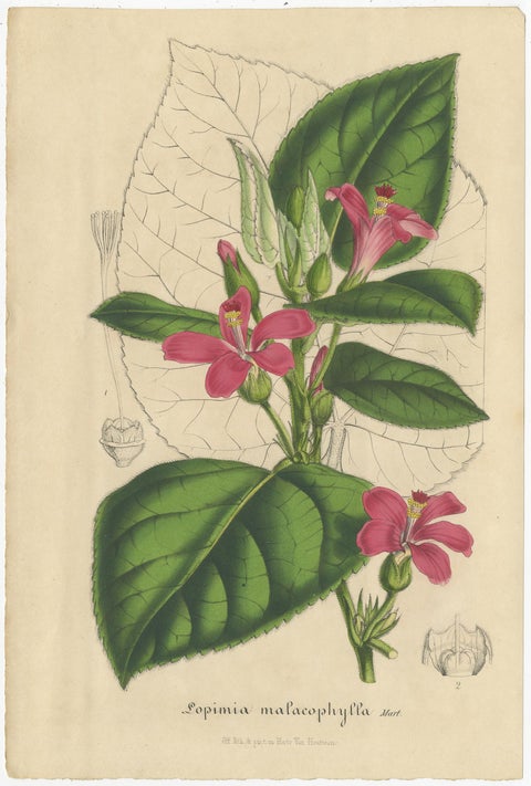 Set of 2 Antique Botany Prints, Aegiphila, Malacophylla by Van Houtte '1848', view 3