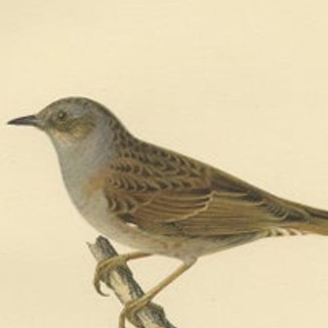 Antique Bird Print of the Dunnock by Von Wright, 1927, close-up 2