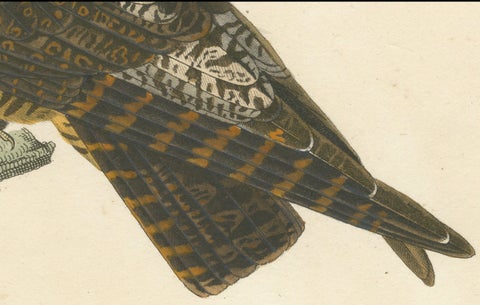 Rare Engraving of a Natterer’s Nightjar, Ornithological Illustration, ca.1808, close-up 2