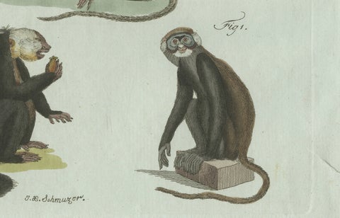 Original Antique Print of Five Monkeys and Tamarins by Bertuch, 1802, close-up 2
