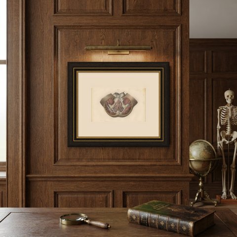 Nerves of the Male Perineum, Antique Hirschfeld Anatomy Print, 1866, shown framed on a wall
