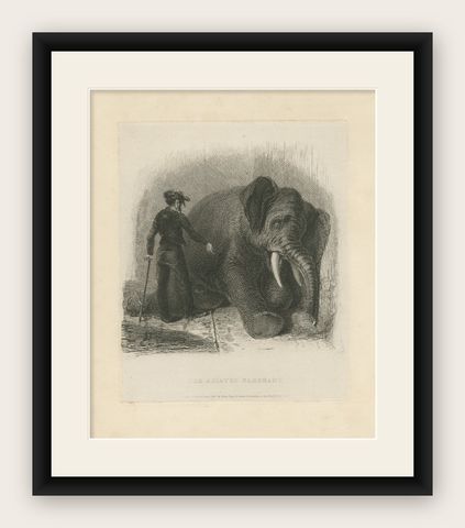 Antique Animal Print of an Asian Elephant, shown framed